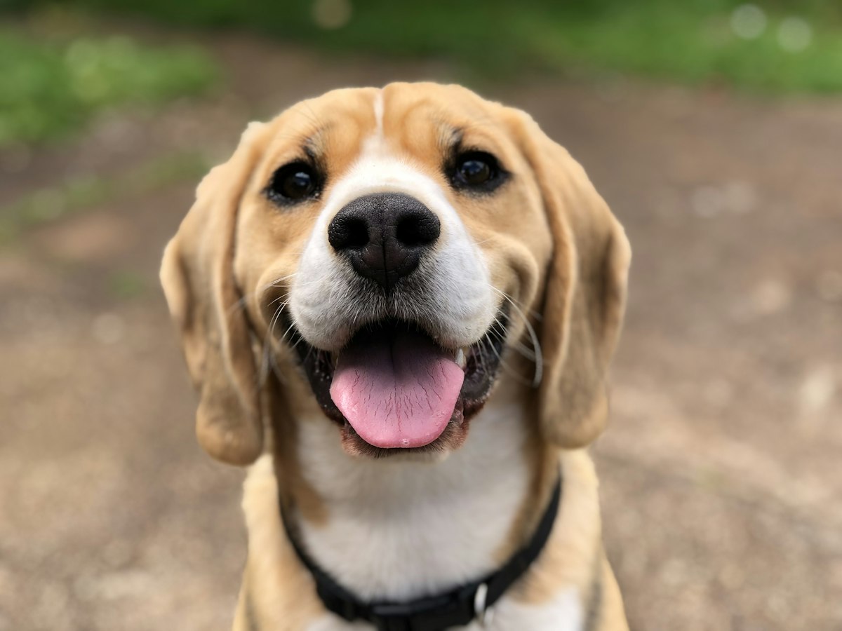 PetZen cún cưng