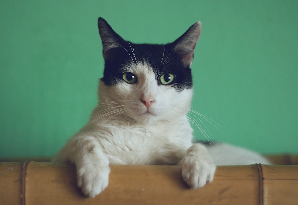 Mèo cưng PetZen