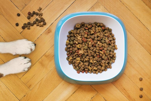 Royal Canin Maxi Puppy