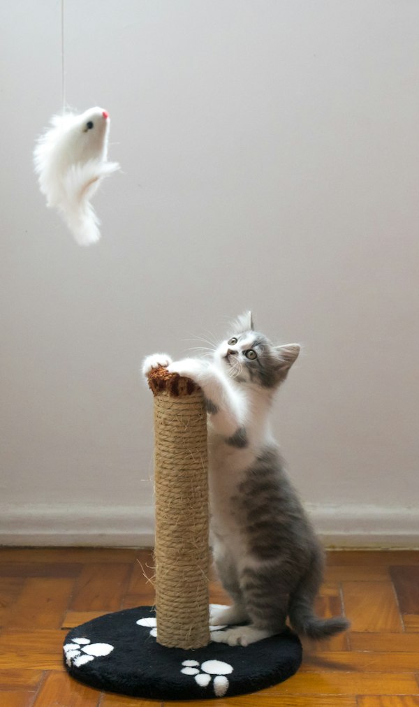 Trụ cào móng Cat Tree
